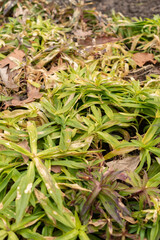 Sweet William or Dianthus Barbatus plant in Saint Gallen in Switzerland