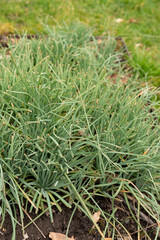 Fototapeta premium Kings spear or Asphodeline Lutea plant in Saint Gallen in Switzerland