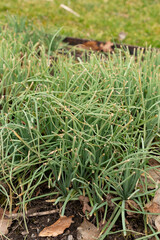 Obraz premium Kings spear or Asphodeline Lutea plant in Saint Gallen in Switzerland