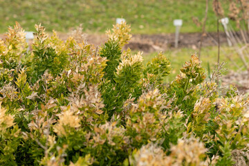 Butchers broom or Ruscus Aculeatus plant in Saint Gallen in Switzerland