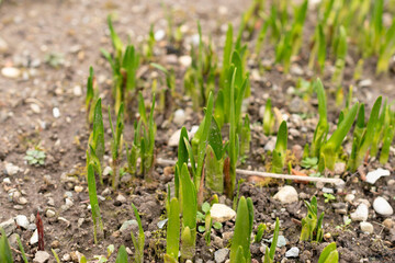 Summer snowflake or Leucojum Aestivum plant in Saint Gallen in Switzerland