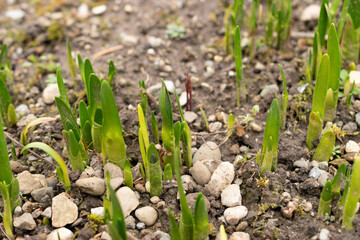 Summer snowflake or Leucojum Aestivum plant in Saint Gallen in Switzerland
