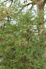 Chinese plum yew or Cephalotaxus Fortunei plant in Saint Gallen in Switzerland