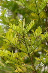 Korean plum yew or Cephalotaxus Harringtonii plant in Saint Gallen in Switzerland