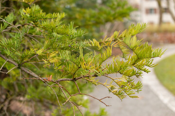 Korean plum yew or Cephalotaxus Harringtonii plant in Saint Gallen in Switzerland