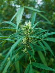 Naklejka na ściany i meble Fotografía macro de Floración cannabis
