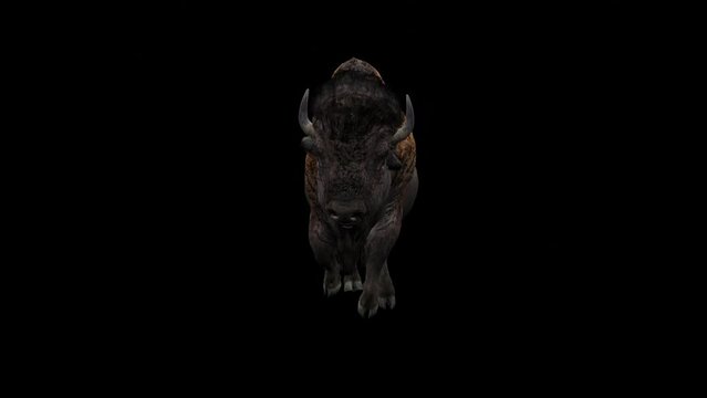 Dynamic loop: Fearless Bison running gracefully against a striking black backdrop. Elevate your projects with this captivating footage.