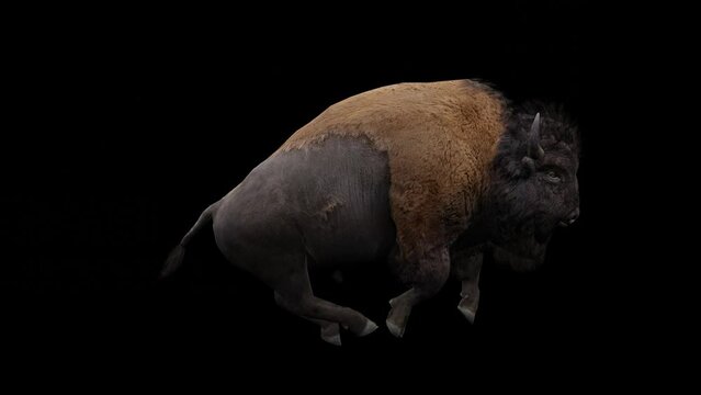 Continuous loop: Bold Bison roaming against a dramatic black backdrop. Perfect for adding intensity to your projects.