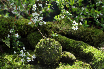 ユキヤナギの白い花と緑の苔玉