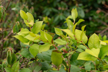 Salal or Gaultheria Shallon plant in Saint Gallen in Switzerland