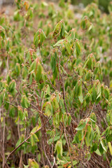 Sheep laurel or Kalmia Angustifolia plant in Saint Gallen in Switzerland