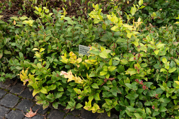 Salal or Gaultheria Shallon plant in Saint Gallen in Switzerland