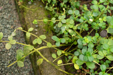 Peperomia Verticillata plant in Saint Gallen in Switzerland