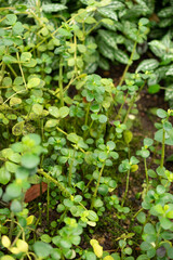 Peperomia Verticillata plant in Saint Gallen in Switzerland