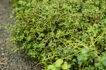 Peperomia Rubella plant in Saint Gallen in Switzerland