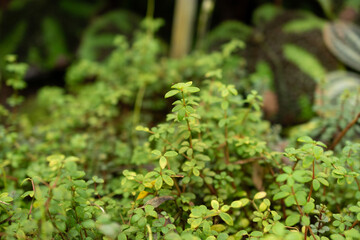 Peperomia Rubella plant in Saint Gallen in Switzerland