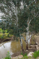 view of Eucalyptus on the Kishon River in Israel