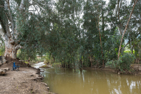 view of Eucalyptus on the Kishon River in Israel