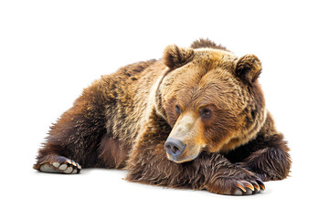 Obraz premium Bear isolated on white background