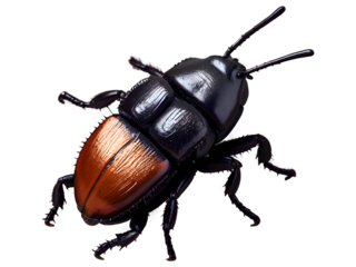 Bess Beetle 3D Design On A PNG Background