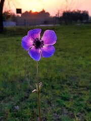 anemone