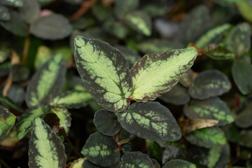 Watermelon begonia or Pellionia Repens plant in Saint Gallen in Switzerland