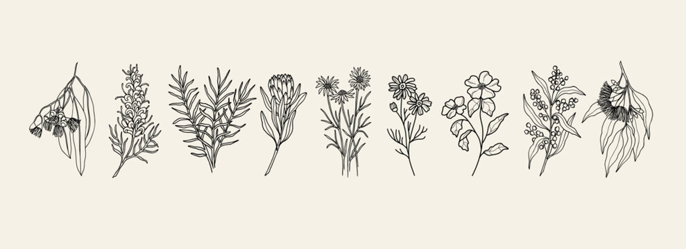 Hand drawn Australian native flowers and plants collection