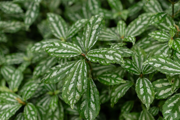 Pilea Cardierei plant in Saint Gallen in Switzerland