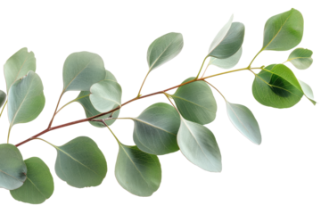 eucaliptus branch with leaves, cutout, png isolated transparent background