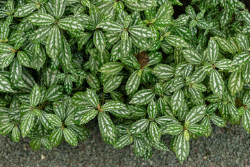 Pilea Cardierei plant in Saint Gallen in Switzerland