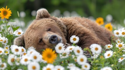Obraz premium A brown bear resting in a field of white and yellow flowers with its head on its paws