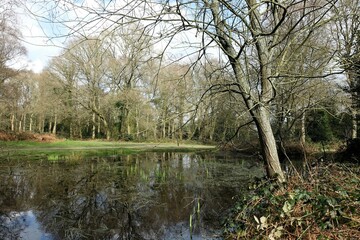 Pond in early springtime on Chorleywood Common, Hertfordshire, England, UK
