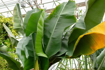 Banana or Musa Acuminata plant in Saint Gallen in Switzerland