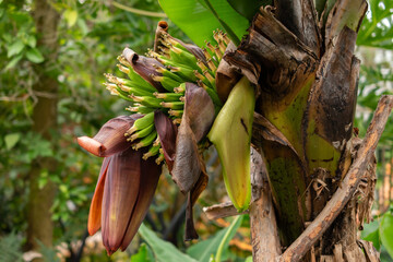 Banana or Musa Acuminata plant in Saint Gallen in Switzerland