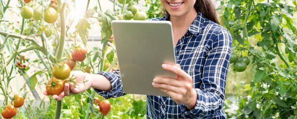 Woman farmer using digital tablet in bio vegetables greenhouse.