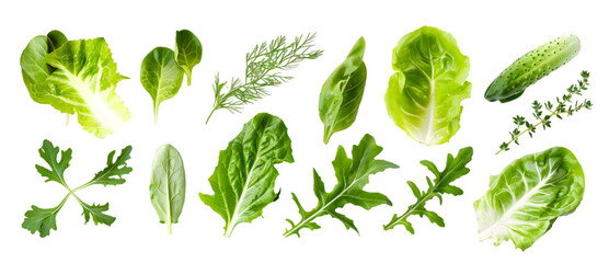 Various green salad leaves isolated on transparent background