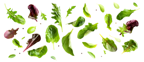 Poster Various green salad leaves isolated on transparent background © Oksana