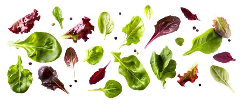 Various green salad leaves isolated on transparent background