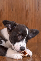 Puppy. Welsh Corgi Pembroke. A cute purebred dog gnawing on a bone. Pets