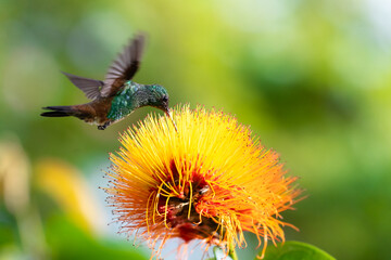 Fototapeta premium Glittering green hummingbird feeding on a bright tropical flower in the sunlight