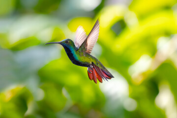 Fototapeta premium Colorful Black-throated Mango hummingbird, Anthracothorax nigricollis, hovering in the air with flared orange tail