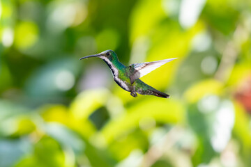 Fototapeta premium Beautiful Black-throated Mango hummingbird flying in sunlight with blurred green background.