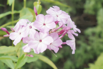 Phlox flowers. A blooming pink plant. Holidays and events