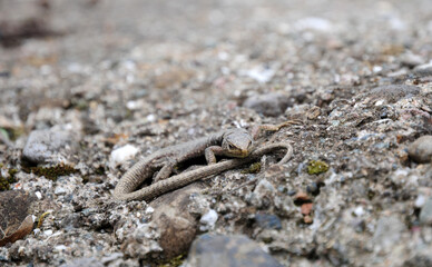 A wild lizard living in Turkey
