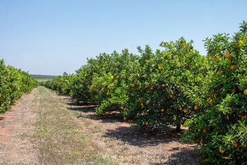 Fototapeta na wymiar Harvest time on orange trees orchard, ripe yellow navel oranges citrus fruits hanging on tree
