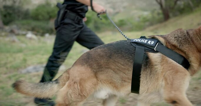 Policeman, dogs or patrol a crime scene on field, first responder or law enforcement for investigation in k9 unit. Emergency response, canine search and rescue and sniffer dog for human scent or drug