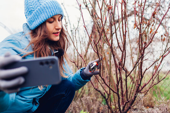 Gardener blogger filming vlog about pruning rose bush in spring garden. Woman using smartphone to create content
