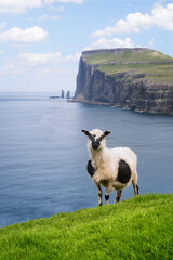 Sheep on Streymoy Island, Faroe Islands