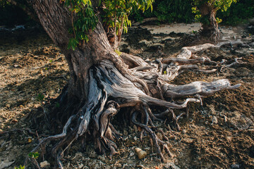roots of a tree
