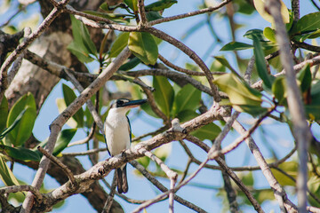black capped kingfisher